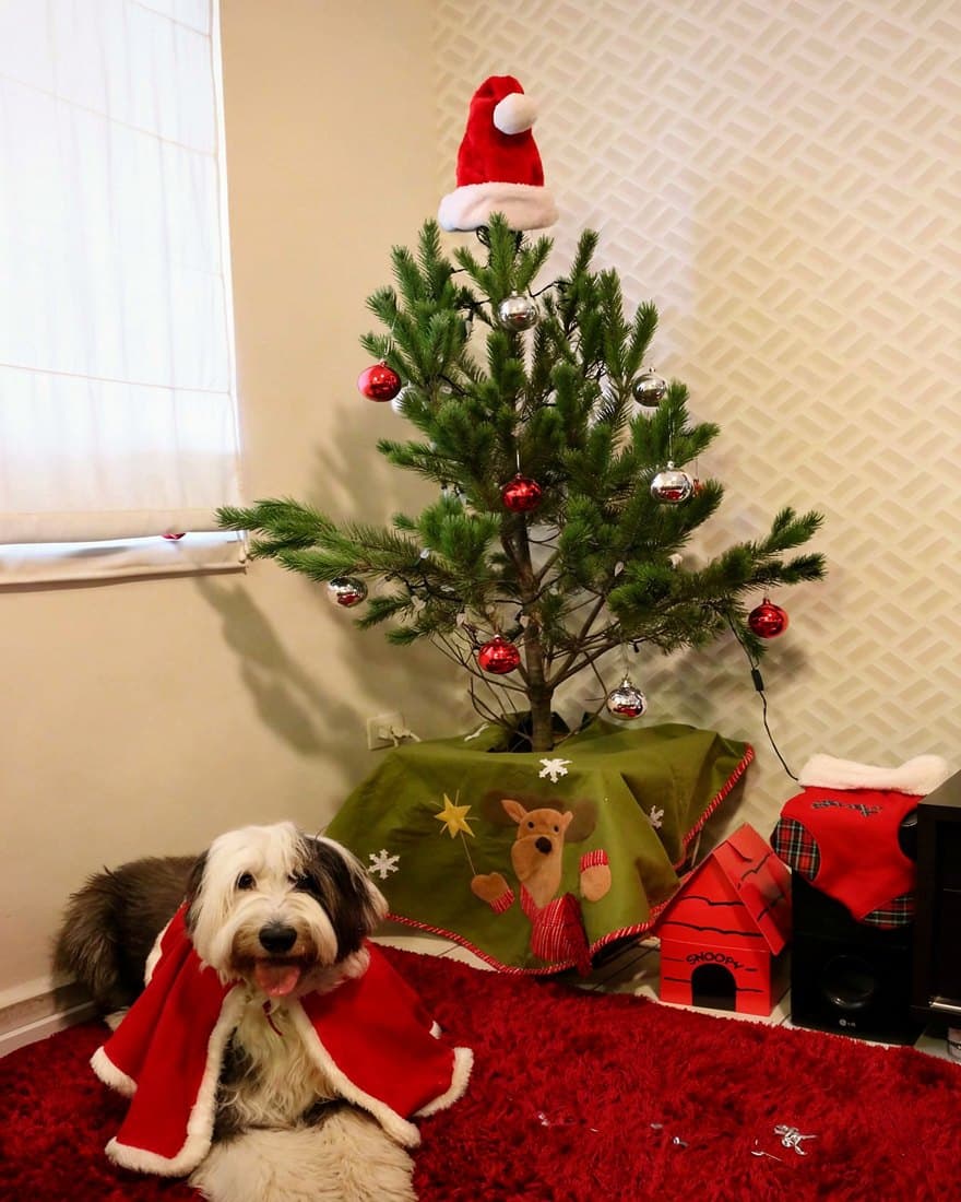 Pino con gorro de Santa y esferas rojas, con un perro con capa navideña al frente
