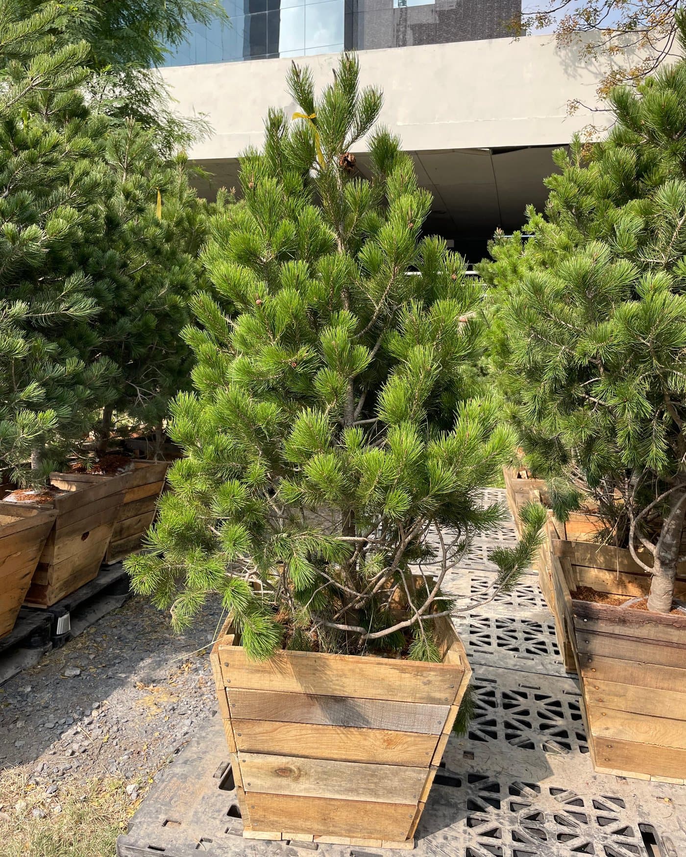 Pino piñonero en su caja de madera, listo para adoptarse