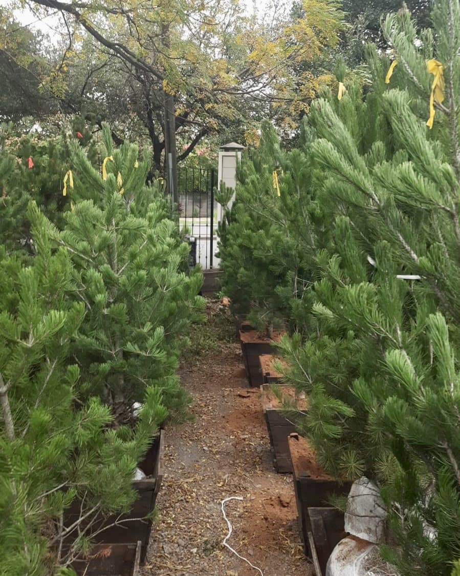 Hileras de pinos en sus cajas en el centro de adopción