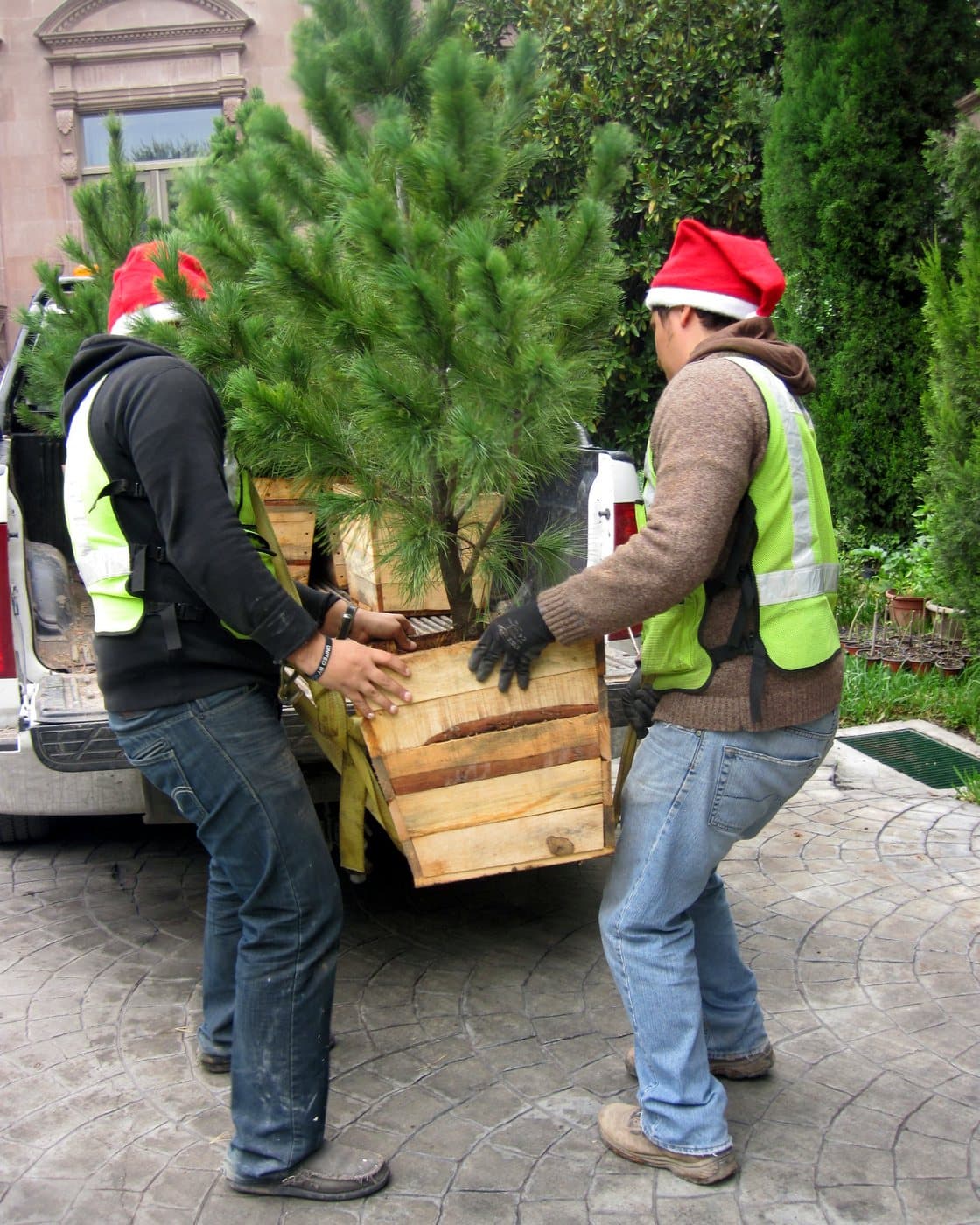 Dos personas del equipo con gorro navideño cargan un pino a una casa