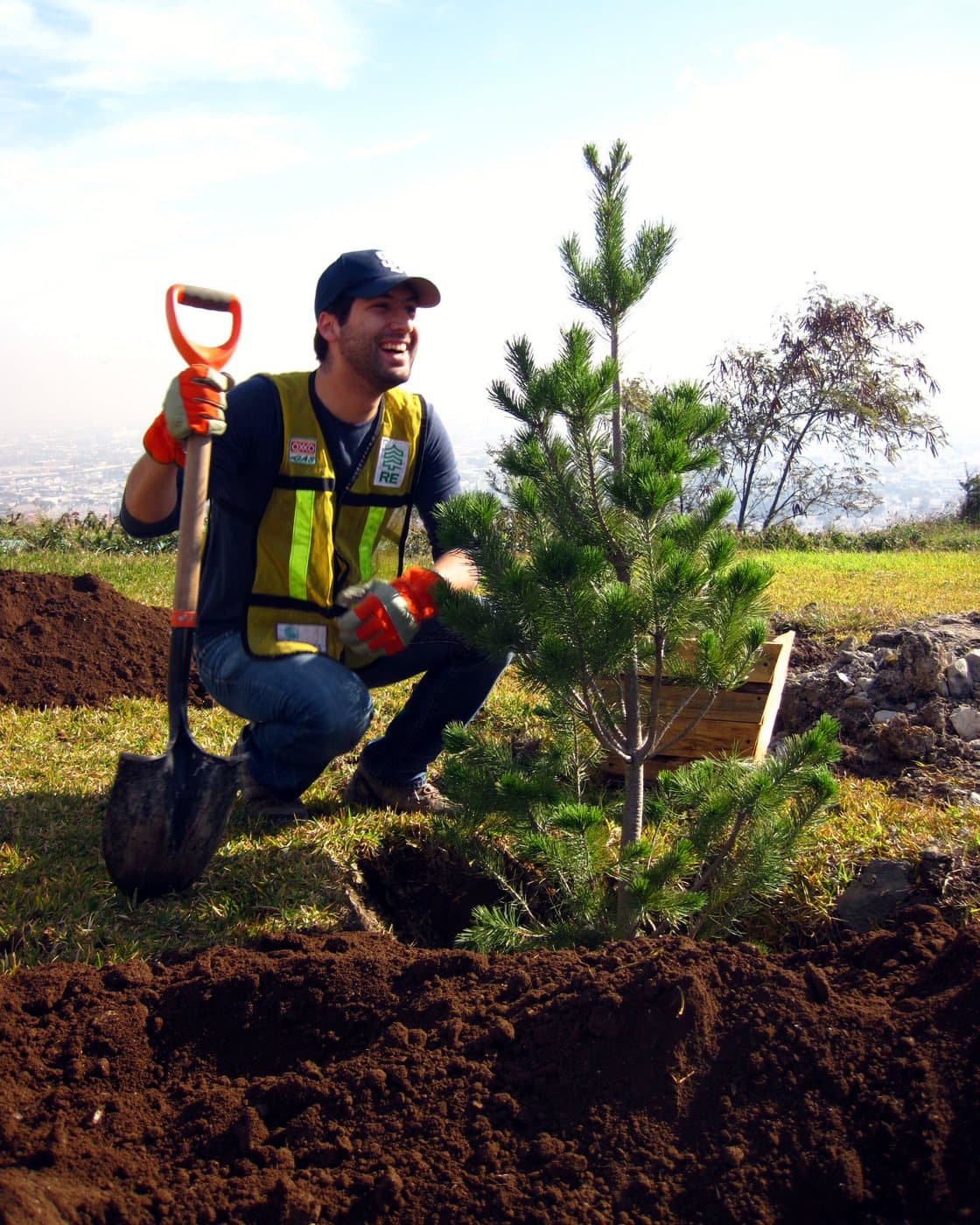 Voluntario con pala junto a un pino recién instalado en un parque