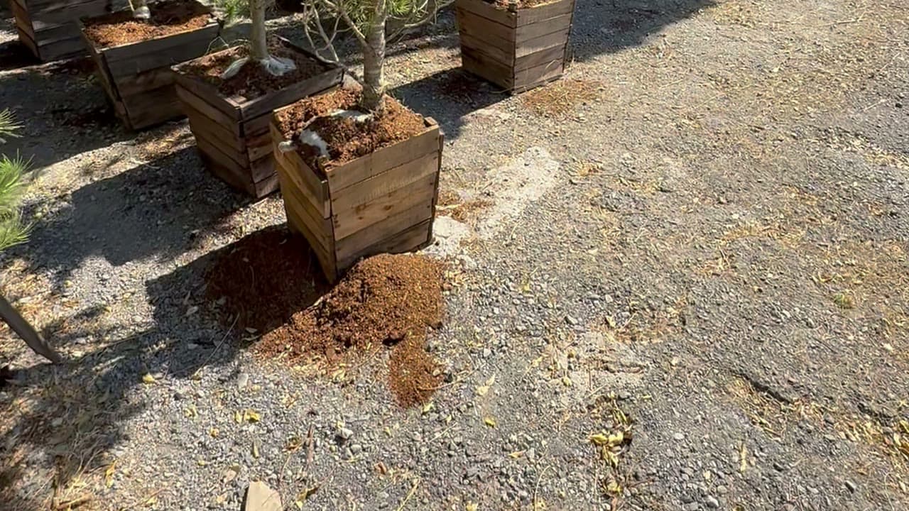 Pinos piñoneros en sus cajas de madera sobre la grava