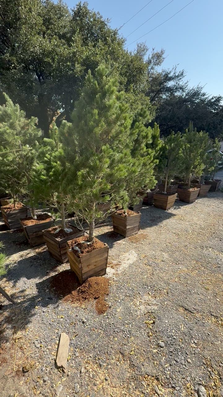 Hilera de pinos piñoneros en sus cajas de madera bajo el sol